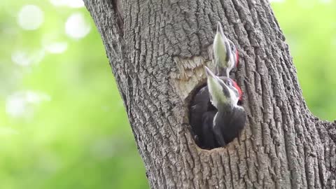 Pileated Woodpecker Chicks At the Nest