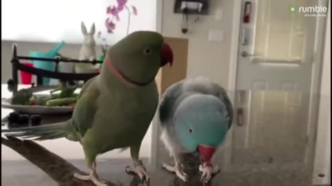 Parrots talking to eachother like hummans how is that possible 😮