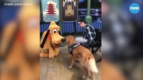 Service dog meets pluto