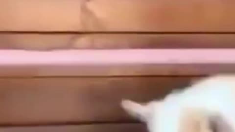 CUTE Puppy Corgi Playing With Bird
