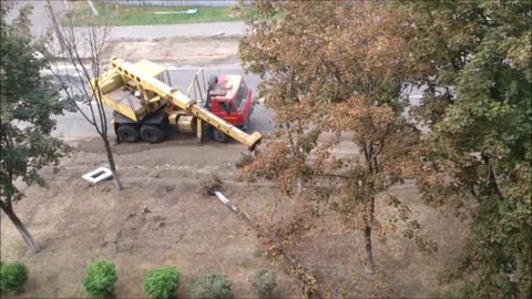 How the trees removed during road widening.