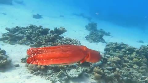 Jelly fish is amazing color