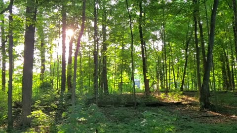 Neighborhood Forest at Sunset