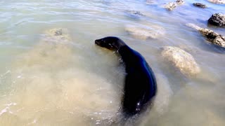 Sea lion hunting in swimming area catches a fish in Galapagos Islands