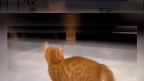 Cat funny clip