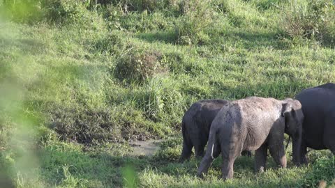 Family of Elephants: A Wild Safari Adventure