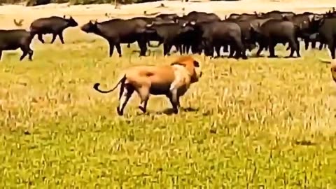"Brave Baboon's Daring Standoff: Waiting for a Lion Attack! 🦁 What Unfolded Next Will Shock You!
