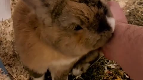 Ban ban tube cute Rabbit 🐇🐰