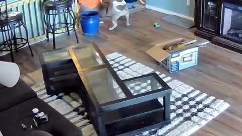 Handyman Caught Playing with Pup