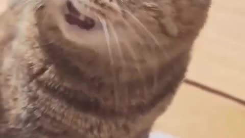 Cat meowing to attract cats