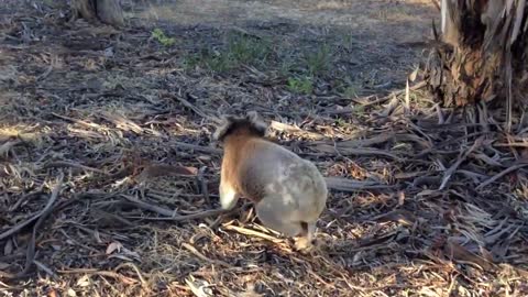 Koala On A Gum Crawl (Makes A Scary Noise)