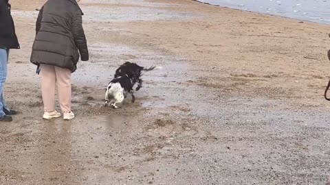 Dogs From Same Litter Reunite on Beach 200 Miles Away