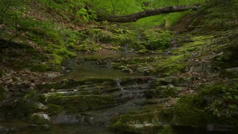 4K HDR Babbling Brook - Trickling Forest Creek - Water Sounds - Relaxing Nature Video