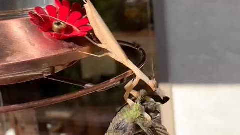Mantis strength