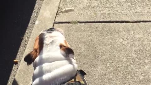 How to make a lazy bulldog go for walks