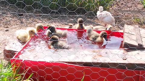 Baby ducklings