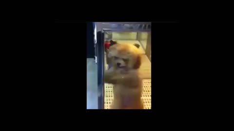 Dancing Pets (Very Funny)