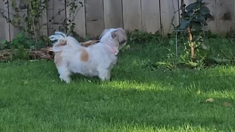 Rosie's Outside Adventure (Featuring Rosie The Shihtzu)