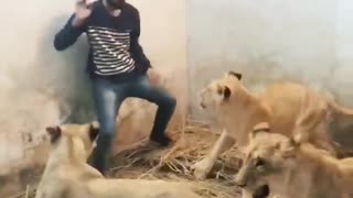 lions playing with my friend 😍😍😍👑🐯😍👑