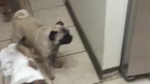 Bulldog and Pug extremely skeptical of rotisserie chicken