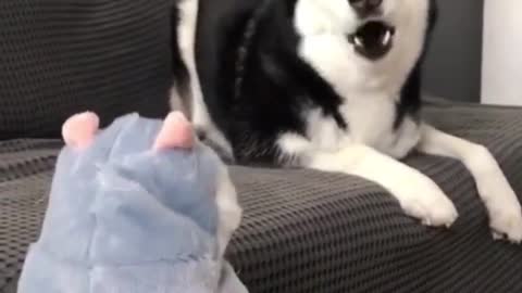 HUSKY AND HIS NEW TALKING TOY