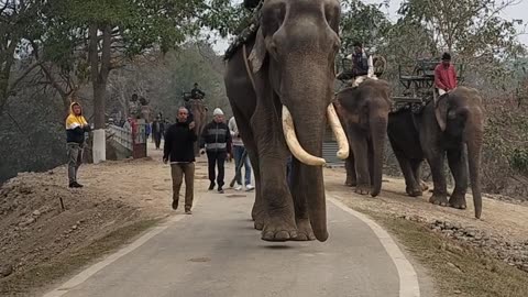 86 years old elephant 🐘, India