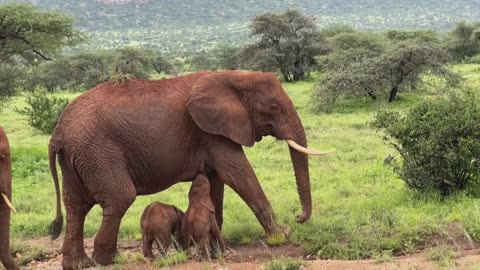 Vídeo: nascimento de elefantes gêmeos é registrado no Quênia
