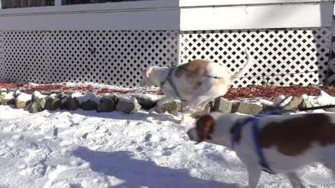 Dogs vs Scary Snowman Prank Funny Dogs Maymo, Potpie, & Puppy Indie vs Scary Snowman Practical Joke