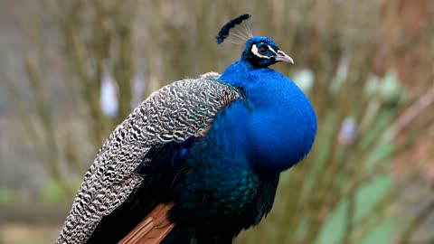 very beautiful peacock blue color