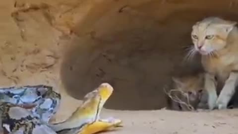 "Maternal Heroism: Mother Cat Rescues Kitten from Python Attack!"