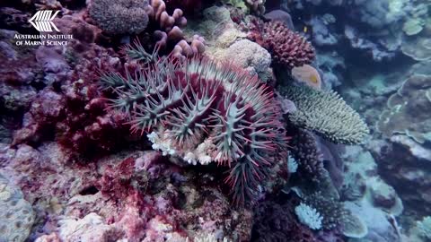 Parts of Great Barrier Reef show highest coral cover in 36 years