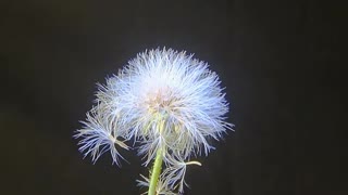 Amazing Sonchus arvensis time lapse