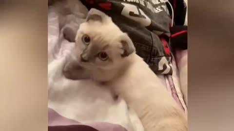 TAHAN TAWA 😂 5 MENIT VIDEO TINGKAH LUCU KUCING