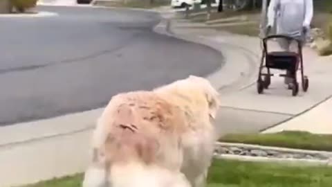 Dog helps man with walker