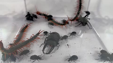30 bedbugs battle with centipedes, crabs and Chinese giant flat shovels