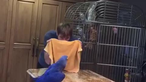 Smart parrot loves to play peekaboo with owner