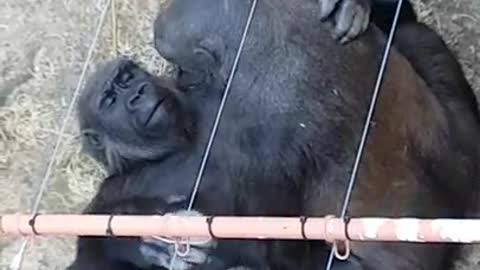 Gorillas busy in making out love