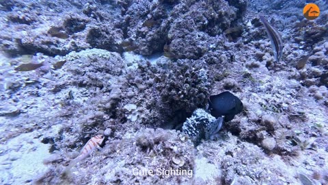 Octopus Punches Fish to Defend Itself