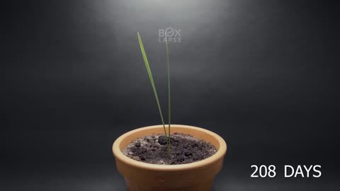 Date Palm Timelapse of 1.5 years