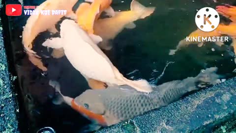 How to Make Ikan Koi in Order to Avoid Mati Terus ||Pemula Wajib Tau!