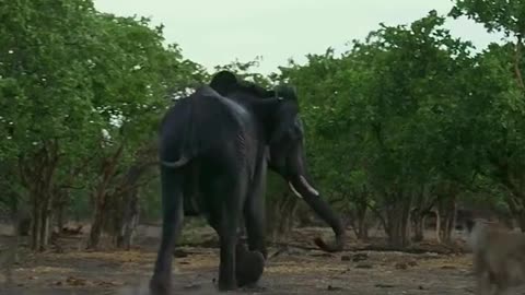 "Incredible Carnage: Lion Attacks Pig and Elephant in Astonishing Wildlife Encounter"
