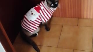 Cute cat doing a fashion model