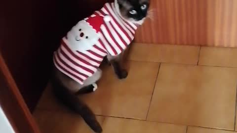 Cute cat doing a fashion model