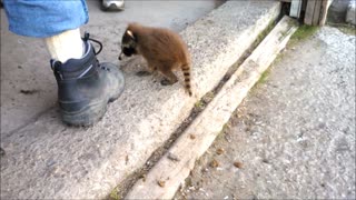 Rescued baby raccoon waits for owner everyday after work