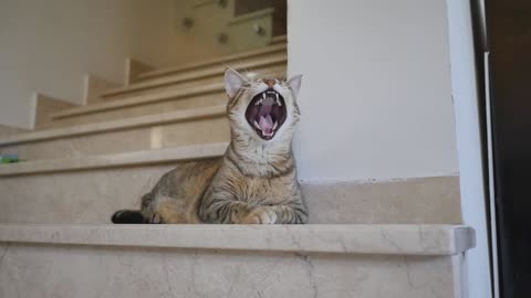 Cat-Yawn-Home-Sleepy-Animal ||❤Animals Lover❤||
