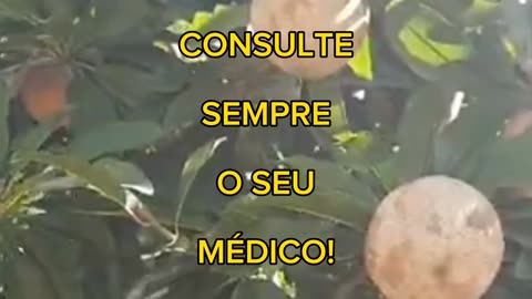 OS BENEFÍCIOS DO SAPOTI - PARA A SAÚDE 🙏