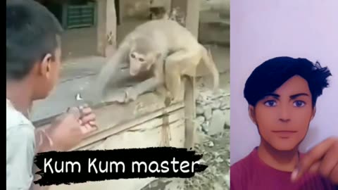 Kumfu monkey 🐒 video