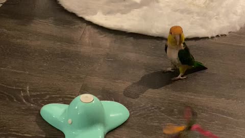 Yoshi the Parrot Tries to Understand Cat Toy