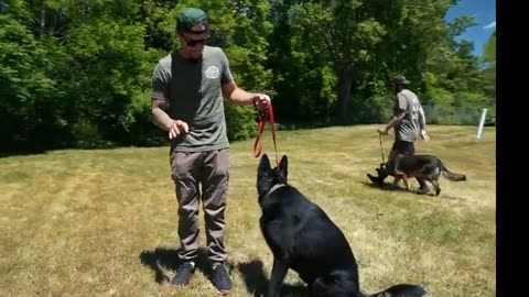 EXTREMELY LEASH AGGRESSIVE GERMAN SHEPHERD TRIES TO ATTACK DOG! (HOLY CRAP!)