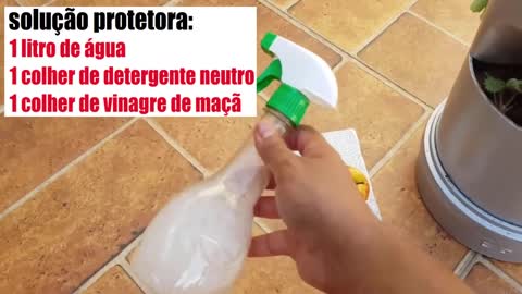 Passo a passo como plantar morango em tudo de PVC (veja o resultado)